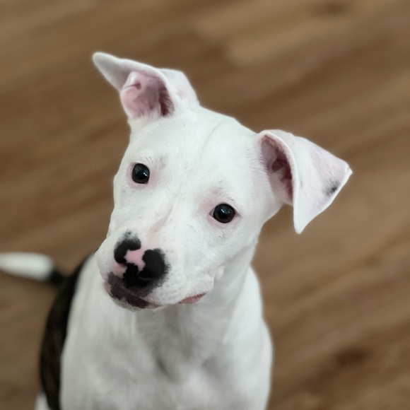 Meet your Posher, Jurziie - Picture 1 of 1